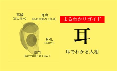 耳型 性格|耳占い！耳たぶや形などで分かる性格【観相学】